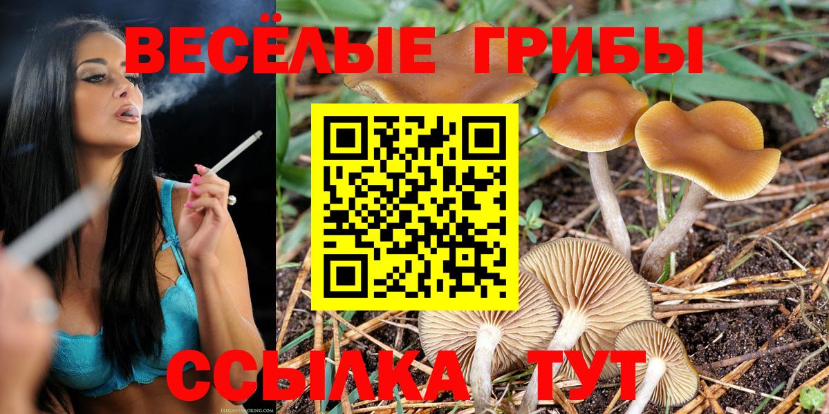 Псилоцибиновые грибы Psilocybe Ипатово